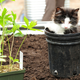 Illustration for article titled No Youre Not Dreaming, Its a Playground for Cats